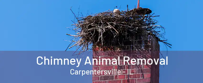 Chimney Animal Removal Carpentersville - IL